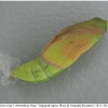 colias erate pupa2 volg2